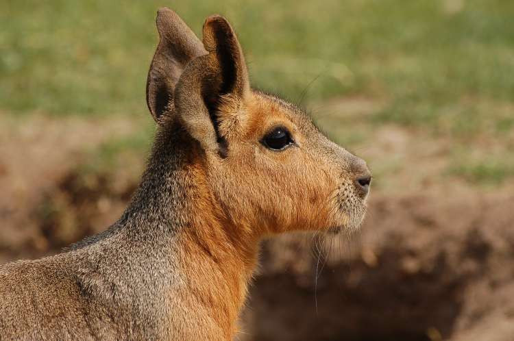 Tuổi thọ trung bình của chuột lang Patagon là từ 7 - 10 năm. Thức ăn chủ yếu của chuột lang Patagon là rau xanh, trái cây và cỏ. Ảnh zoopictures.