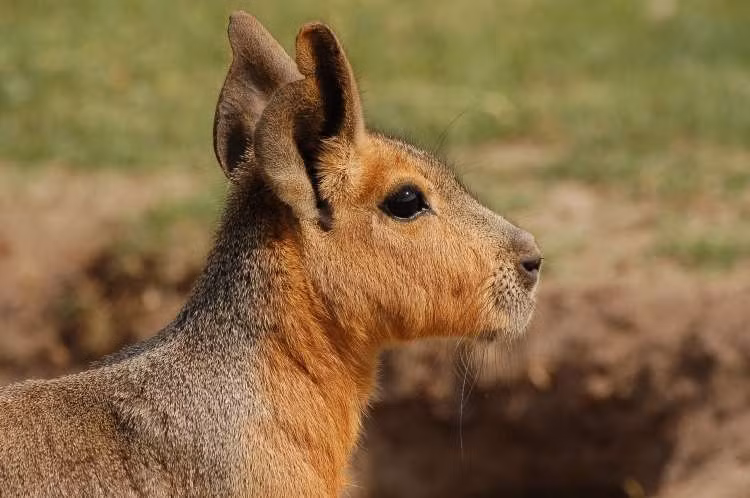Tuổi thọ trung bình của chuột lang Patagon là từ 7 - 10 năm. Thức ăn chủ yếu của chuột lang Patagon là rau xanh, trái cây và cỏ. Ảnh zoopictures.