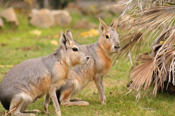 Chuột lang Patagon là loài động vật có vú đặc hữu lớn nhất của Argentina với đôi chân dài và có thể chạy với tốc độ cao khi gặp nguy hiểm. Ảnh charlespaddockzoo.