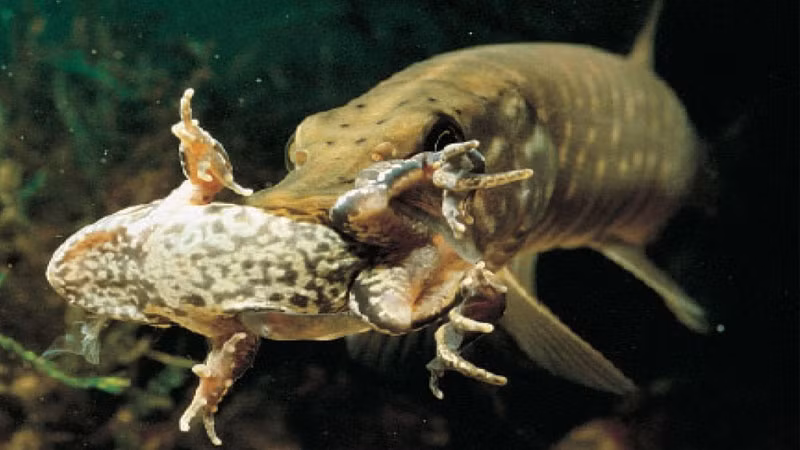 Dịch tiêu hóa của cá chó rất mạnh, có thể tiêu hủy không chỉ con mồi mà còn làm tiêu biến luôn cả lưỡi câu, muỗng thép hay dây kim loại. Ảnh parstoday.