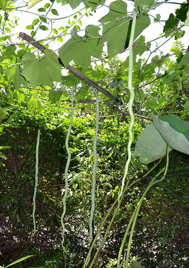 Cây mướp rắn ra hoa kết quả quanh năm, rất dễ trồng và cho năng suất cao. Nếu được chăm bón đầy đủ, một giàn mướp rắn có thể cho thu hoạch tới hàng trăm kilogam quả mỗi vụ. Ảnh danviet.