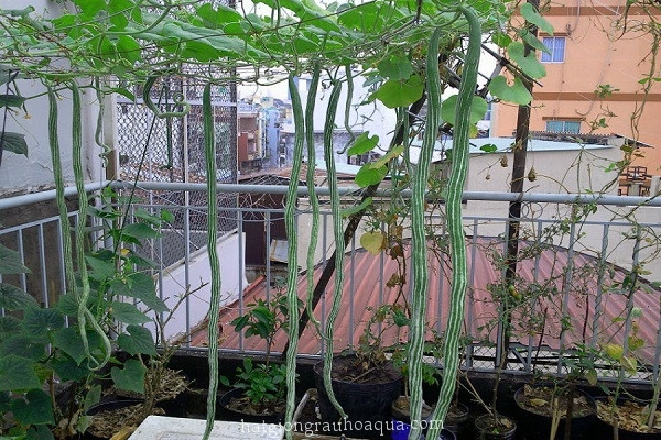 Quả mướp rắn có thể chế biến thành đủ món ngon như nấu canh, xào hay luộc... Ảnh hatgiongrauhoaqua.