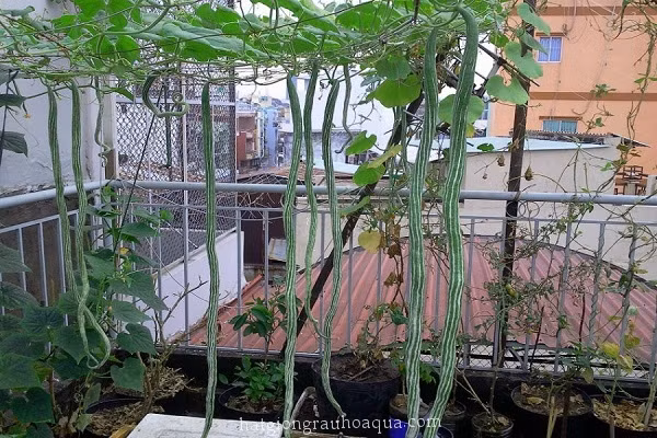 Quả mướp rắn có thể chế biến thành đủ món ngon như nấu canh, xào hay luộc... Ảnh hatgiongrauhoaqua.