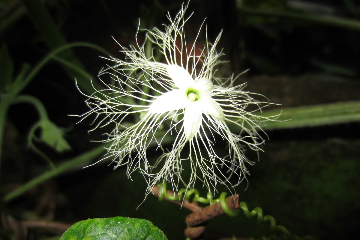 Cây mướp rắn có hoa màu trắng, nhỏ xinh, có 5 cánh, mỗi cánh có các tua rua xoăn nhìn rất lạ, đẹp mắt. Ảnh blogspot.