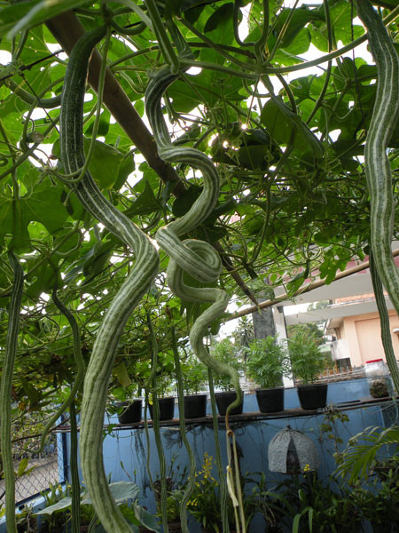 Thời điểm thích hợp nhất để trồng cây mướp rắn là từ tháng 10 đến tháng 12. Sau khoảng 2 tháng trồng thì cây sẽ cho thu hoạch. Ảnh blogspot.