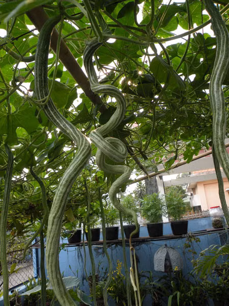 Thời điểm thích hợp nhất để trồng cây mướp rắn là từ tháng 10 đến tháng 12. Sau khoảng 2 tháng trồng thì cây sẽ cho thu hoạch. Ảnh blogspot.