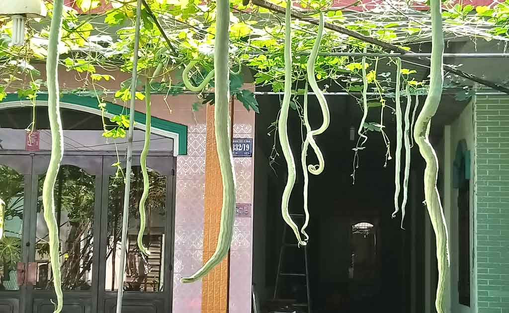 Cây mướp rắn có thể cho quả liên tục trong vòng 3 tháng. Ảnh baolongan.