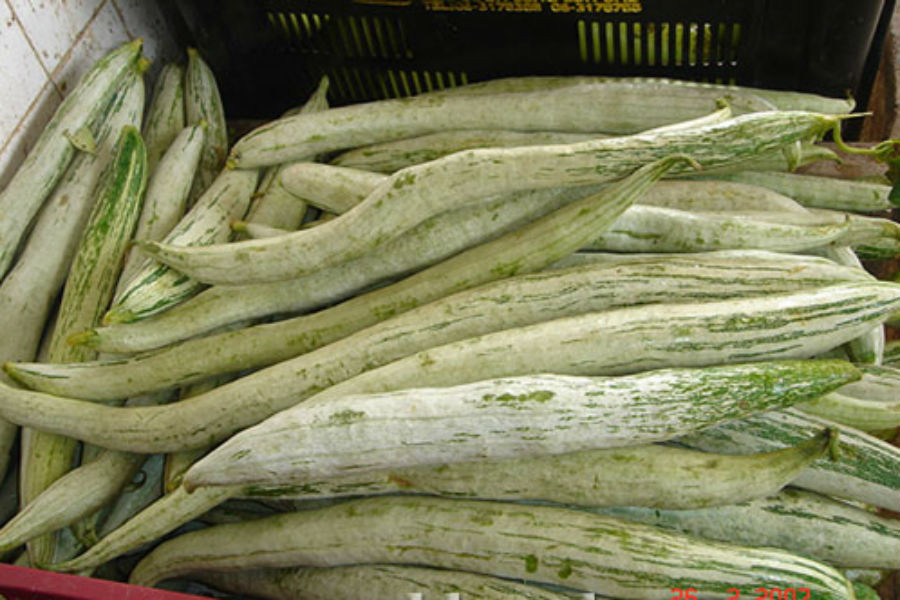 Quả mướp rắn rất dài uốn ngoằn ngoèo, có hình dáng như con rắn, thường màu hơi trắng có sọc. Ảnh hatgiongtinhyeu.