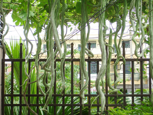  Cây mướp rắn thuộc họ Bầu bí, có nguồn gốc từ Ấn Độ. Loài cây này còn có tên gọi khác là mướp hổ, mướp Ấn Độ. Ảnh vuahatgiong.