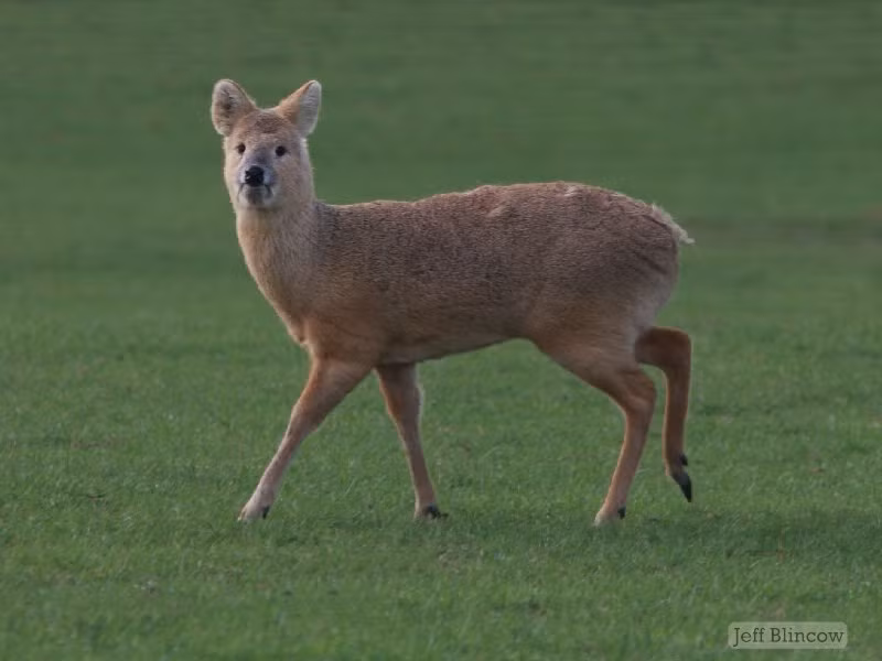 Đúng như tên gọi của nó, hươu nước sống chủ yếu ở vùng đầm lầy và có khả năng bơi lội rất giỏi. Ảnh wildlifeobserver.