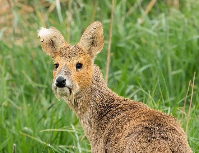 Hươu nước con có màu nâu đậm hơn so với hươu nước trưởng thành với những đốm và vằn trắng trên lưng. Ảnh blogspot.
