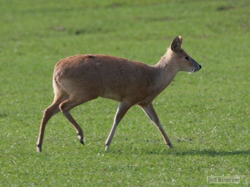 Chính điều đó khiến người ta liên tưởng đến những chiếc răng dài nhọn hoắt của ma cà rồng. Ảnh wildlifeobserver.