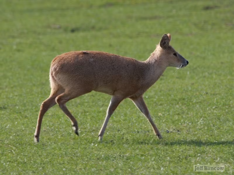 Chính điều đó khiến người ta liên tưởng đến những chiếc răng dài nhọn hoắt của ma cà rồng. Ảnh wildlifeobserver.