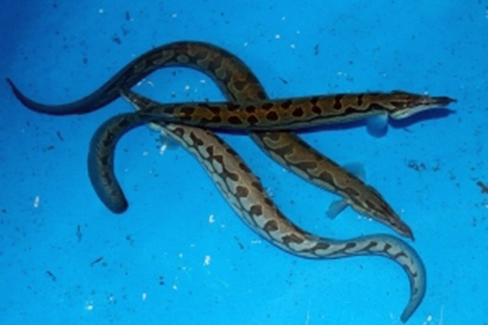 Cá chạch lấu phân bố ở vùng Đông Nam Á thuộc hạ lưu sông Mê Kông như Lào, Campuchia, Thái Lan và Nam Việt Nam. Ảnh tepbac.