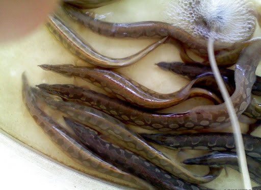 Ở Việt Nam, cá chạch lấu phân bố ở nhiều nơi từ Bắc tới Nam nhưng tập trung nuôi nhiều ở khu vực đồng bằng sông Cửu Long. Ảnh luongiongvinhlong. 