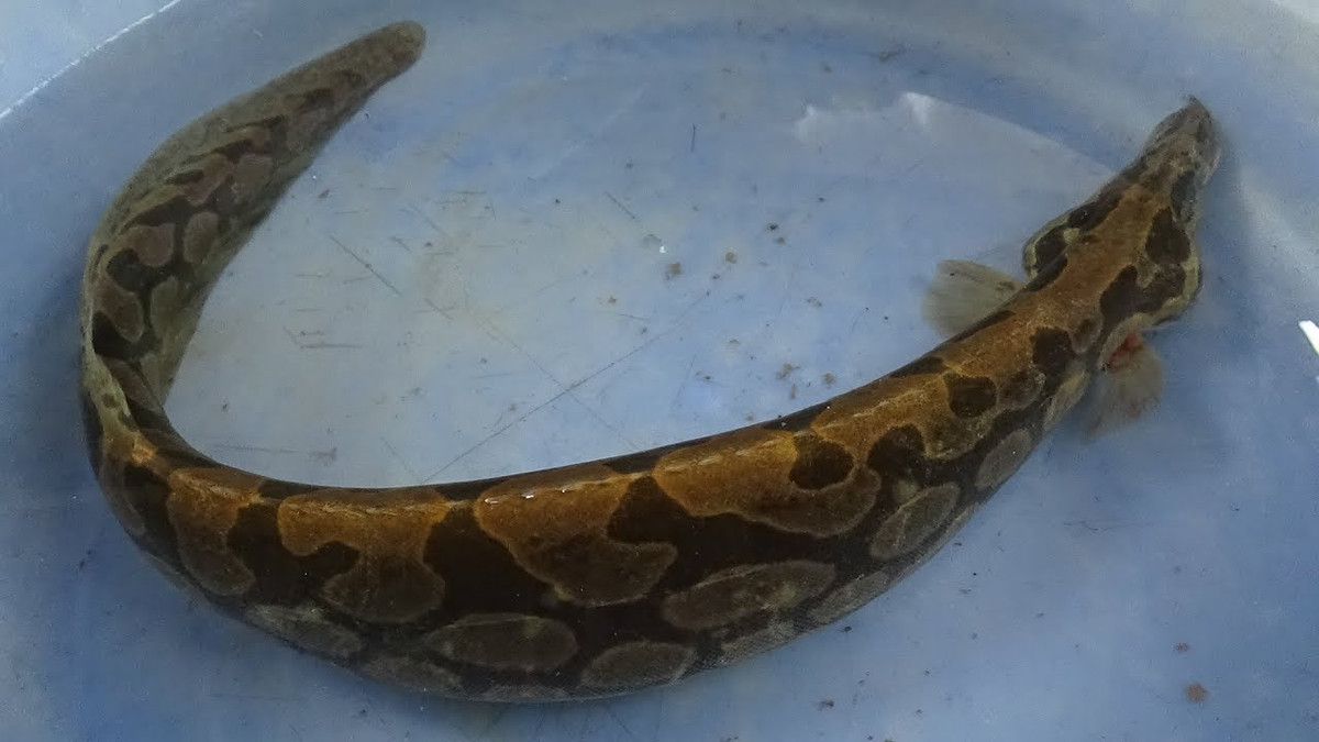 Cá chạch lấu không có vây bụng, vây ngực có một đốm đen nhỏ. Ảnh ytimg.