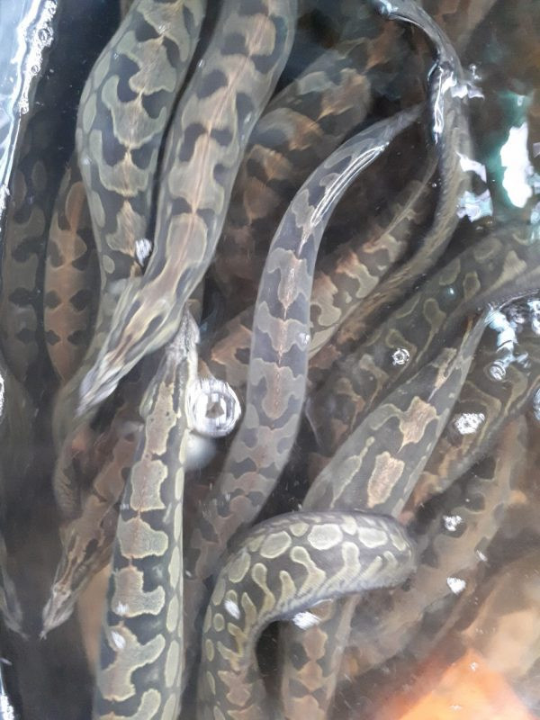  Cá chạch lấu ưa sống ở các khe đá. Chúng cũng đẻ trứng ở các hang hốc, khe đá ven bờ. Mỗi lần cá chạch lấu đẻ tối đa 4.500-7.500 trứng. Ảnh cagiongangiang.