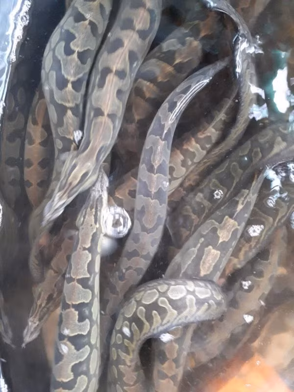  Cá chạch lấu ưa sống ở các khe đá. Chúng cũng đẻ trứng ở các hang hốc, khe đá ven bờ. Mỗi lần cá chạch lấu đẻ tối đa 4.500-7.500 trứng. Ảnh cagiongangiang.