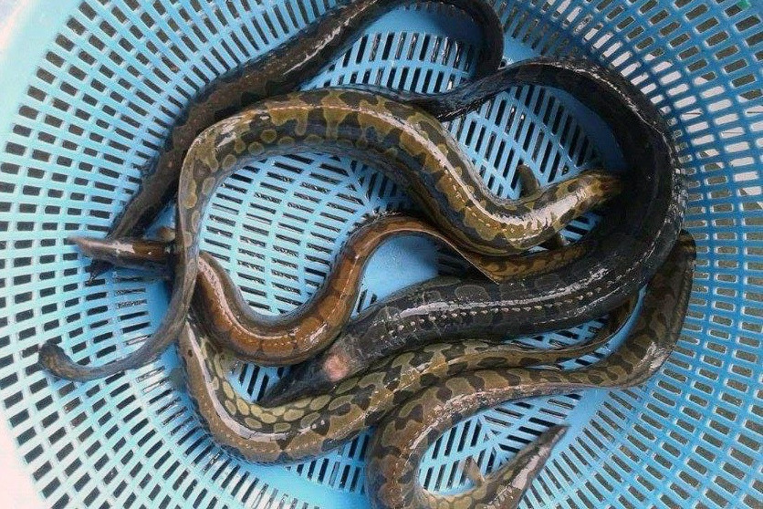  Cá chạch lấu có tên khoa học là Mastacembelus Armatus, thân có màu xanh đậm hoặc đen xám và nhiều đốm vàng hình tròn hoặc bầu dục khắp thân, cơ thể dài đến 90cm và có thể nặng đến 1kg. Ảnh tepbac.