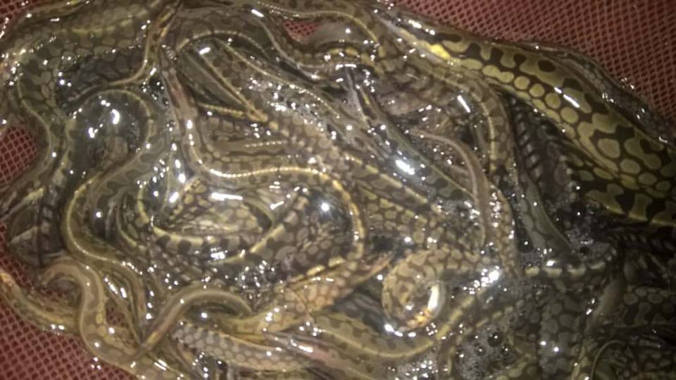 Cá chạch lấu có thể chế biến thành nhiều món ăn đặc sản như nướng muối ớt, kho nghệ, chiên tươi. Ảnh mekongcoop.