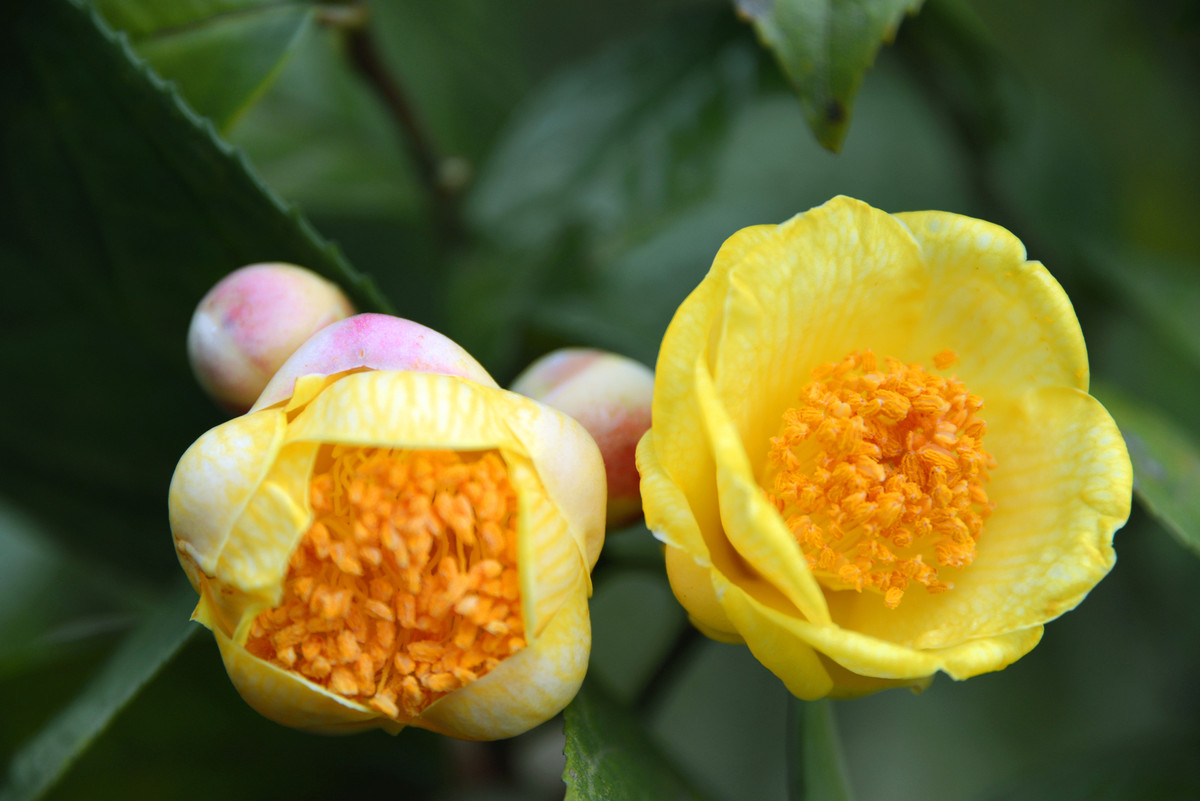 Trà hoa vàng là một loại cây quý. Ngoài được dùng như một loại đồ uống, cây còn được dùng để lấy gỗ, làm cây trồng tầng dưới ở các đai rừng phòng hộ, trồng làm cây cảnh. Ảnh halongbaydaytour.