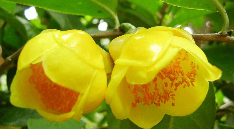 Trà hoa vàng là loại cây bụi, lá có phiến thuôn, không lông, hoa mọc đơn độc trên cuống, màu vàng đậm. Ảnh atifresh.