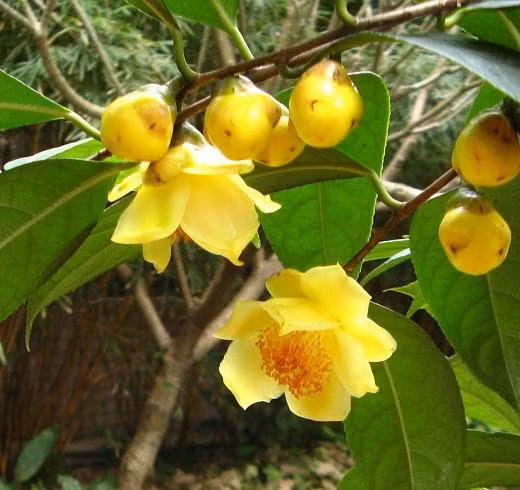  Trà hoa vàng tên khoa học là Camellia chrysantha, được phát hiện vào những năm 60 thế kỷ 20. Ảnh trungtamduoclieu.