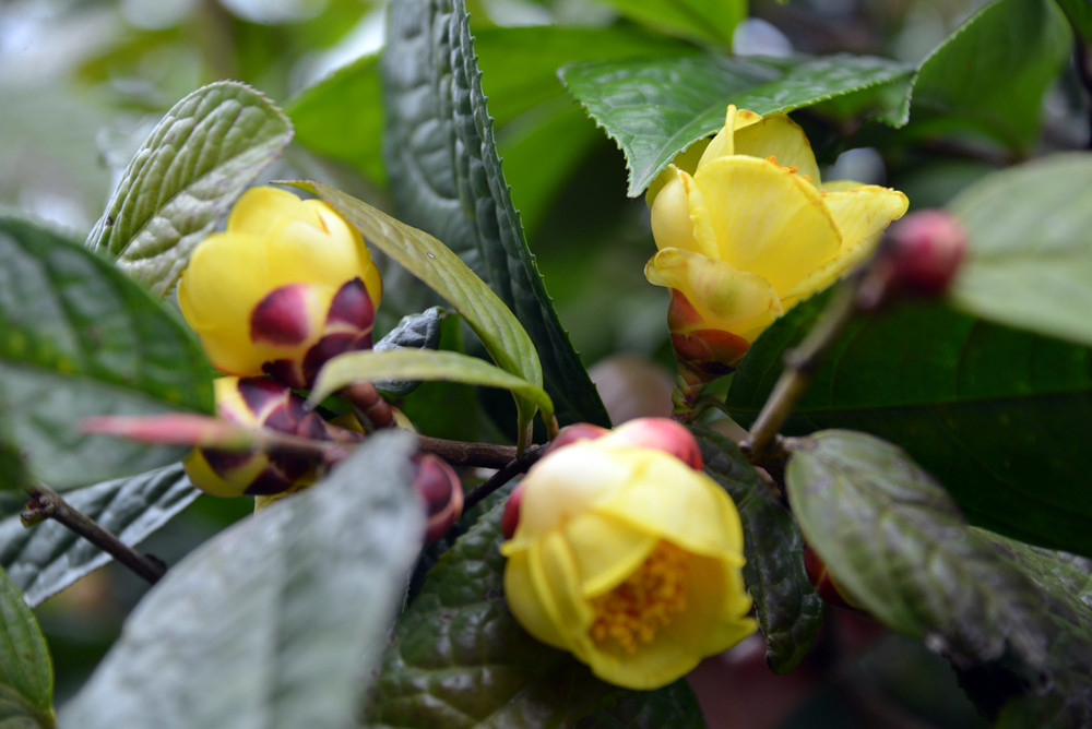 Xưa kia, trà hoa vàng là một trong những loại trà thượng hạng chỉ có những bậc đế vương mới có cơ hội sử dụng. Ảnh kimvuongtra.