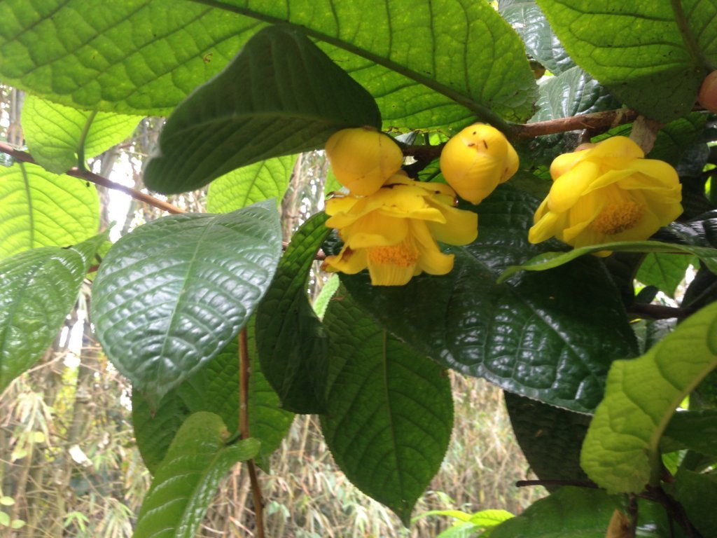 Trà hoa vàng mọc hoang dại ở khắp các tỉnh miền núi phía Bắc nước ta, trong đó mọc nhiều ở các tỉnh Quảng Ninh, Lạng Sơn, Bắc Giang, Yên Bái, Phú Thọ, Hòa Bình…. Ảnh caysuadohonglien.