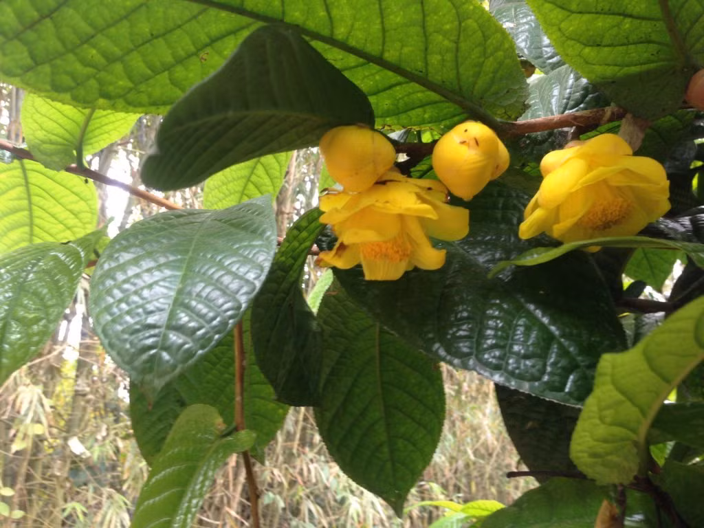 Trà hoa vàng mọc hoang dại ở khắp các tỉnh miền núi phía Bắc nước ta, trong đó mọc nhiều ở các tỉnh Quảng Ninh, Lạng Sơn, Bắc Giang, Yên Bái, Phú Thọ, Hòa Bình…. Ảnh caysuadohonglien.