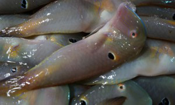 Cá mó dùng cái miệng này để quắp và ăn những động vật không xương sống nhỏ sống trong san hô. Để bắt được cá mó, các ngư dân phải dùng đáy để đánh bắt. Ảnh blogspot.