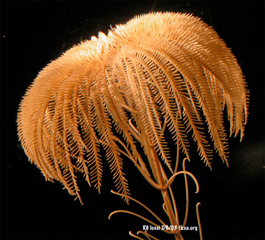 Phần lớn thời gian sống huệ biển bám vào những tảng đá và rạn san hô. Chúng chỉ di chuyển khỏi nơi cư trú trong những tình huống đặc biệt. Chính vì vậy mà rất ít khi bắt gặp cảnh tượng loài động vật này bơi lội. Ảnh fksa.