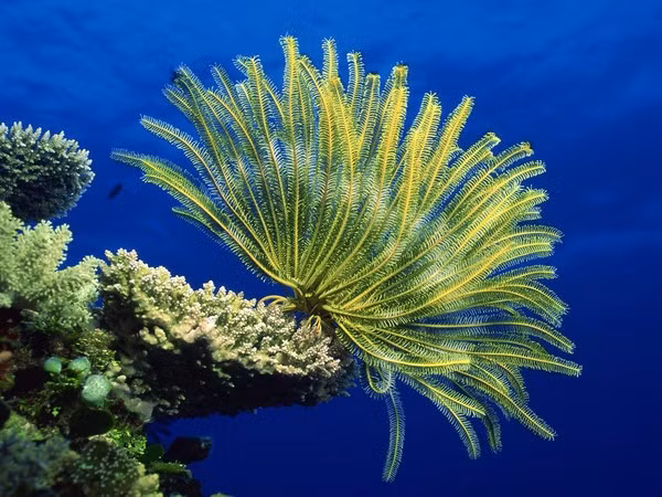 Huệ biển là sinh vật phân gốc, có nam nữ riêng biệt nhưng chúng không có tuyến sinh dục rõ ràng. Ảnh khoahoc.