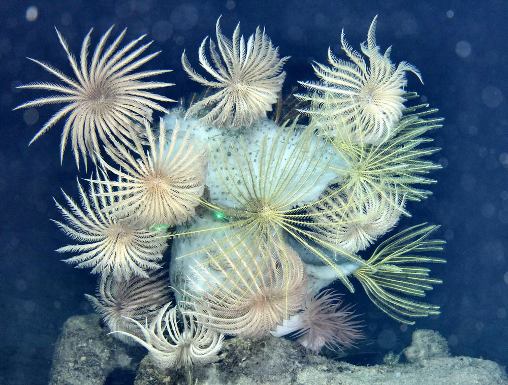 Huệ biển sống ở cả hai vùng nước nông và vùng sâu đến 9.000m. Chúng sống bám vào các rạn san hô. Ảnh cedarvalleyrockclub.