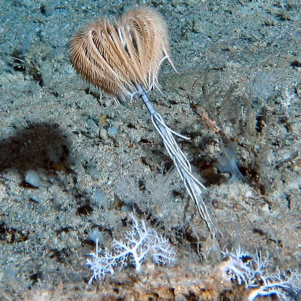 Huệ biển là nhóm động vật da gai cổ nhất tồn tại đến ngày nay. Chúng có khoảng 5000 loài hóa thạch và hơn 600 loài hiện sống. Ảnh cedarvalleyrockclub.