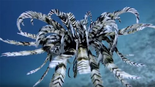 Huệ biển ăn bằng cách lọc các hạt thức ăn nhỏ từ nước biển bằng lông của chúng. Ảnh vietbao.