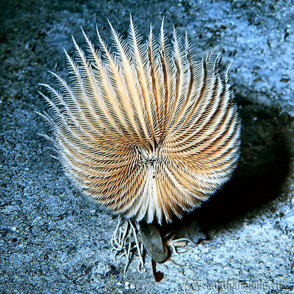 Hoa huệ biển có đặc điểm đặc trưng là có một cái miệng ở trên cùng, ruột hình chữ U, và hậu môn của chúng nằm bên cạnh miệng. Ảnh blogspot.