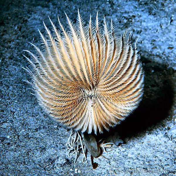 Hoa huệ biển có đặc điểm đặc trưng là có một cái miệng ở trên cùng, ruột hình chữ U, và hậu môn của chúng nằm bên cạnh miệng. Ảnh blogspot.