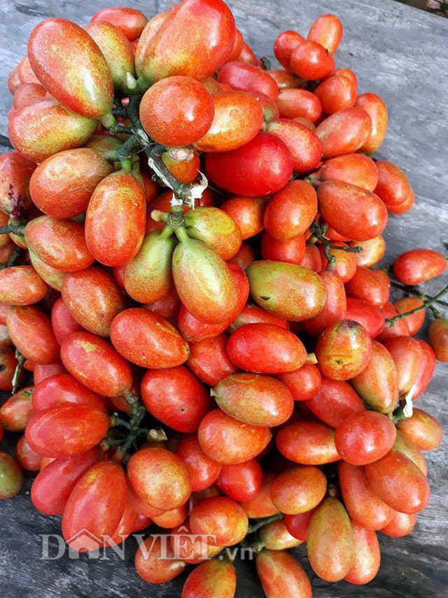 Quả máu mọc thành chùm, hình bầu dục thuôn về phía cuống. Khi chín hẳn có màu đỏ tươi và khi chín kỹ thì chuyển sang màu tím đen. Ảnh danviet.