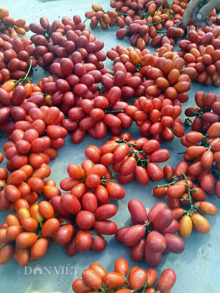 Quả máu có vị chua ngọt rất dễ ăn. Loại quả này có thể ăn tươi như những loại trái cây khác hoặc dùng để ngâm rượu. Ảnh vietbao.