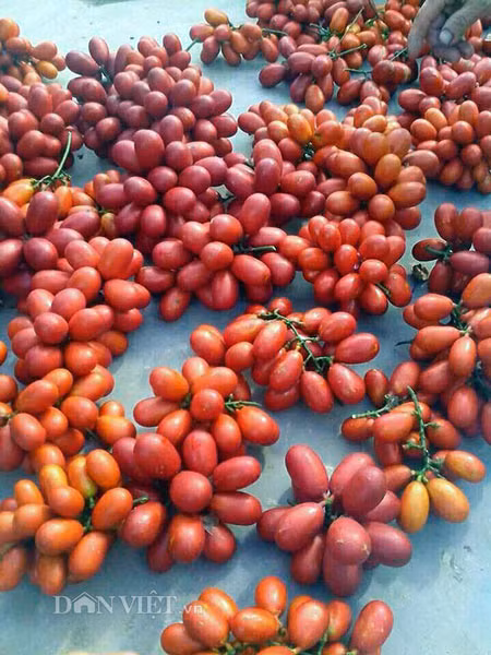 Quả máu có vị chua ngọt rất dễ ăn. Loại quả này có thể ăn tươi như những loại trái cây khác hoặc dùng để ngâm rượu. Ảnh vietbao.