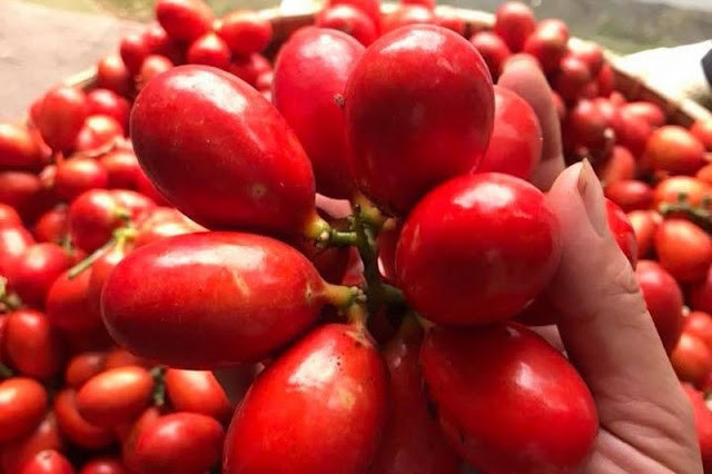  Quả máu là một loại quả đặc biệt có ở Quảng Ninh. Tên gọi của nó là do bên trong loại quả này có màu đỏ tươi và đặc sánh y như máu. Ảnh blogspot.