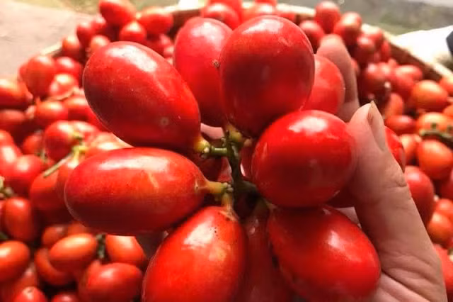  Quả máu là một loại quả đặc biệt có ở Quảng Ninh. Tên gọi của nó là do bên trong loại quả này có màu đỏ tươi và đặc sánh y như máu. Ảnh blogspot.