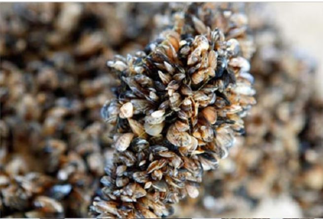  Trai ngựa vằn hay còn gọi là trai vằn, có nguồn gốc từ vùng biển Caspy và biển Đen. Đây được xem là một loài xâm lấn gây hại nghiêm trọng. Ảnh blogspot.