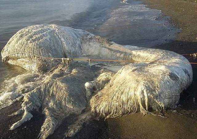 Tháng 5/2018, xác một sinh vật biển to lớn và “lông lá” trôi dạt vào bờ biển Philippines đã dấy lên lo ngại rằng một thảm họa thiên nhiên sắp xảy ra. Lực lượng chức năng địa phương đã lấy các mẫu phẩm từ xác sinh vật biển này để xác định danh tính của nó. Họ khẳng định cái xác màu trắng xám với nhiều mảng “bùng nhùng” bốc mùi rất khó chịu và có hình dáng kỳ lạ như từ hành tinh khác.