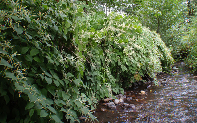 Ở nhiều nơi còn trồng cây cốt khí củ với số lượng lớn để làm thuốc. Ảnh thejapaneseknotweedcompany.