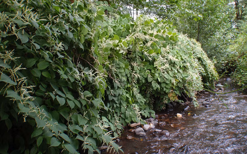 Ở nhiều nơi còn trồng cây cốt khí củ với số lượng lớn để làm thuốc. Ảnh thejapaneseknotweedcompany.