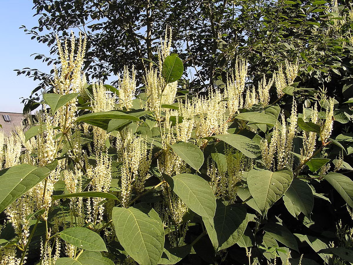 Cây cốt khí củ là loài bản địa của Đông Á, có thân rỗng, các mắt nổi lên giống như thân tre. Ảnh wikimedia.