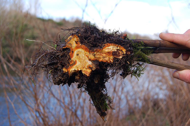 Dân gian vẫn thường dùng rễ cây cốt khí củ để trị các bệnh phong tê thấp, đau nhức gân xương cốt, đau gối, đau vai, lưng... Ảnh thejapaneseknotweedcompany.