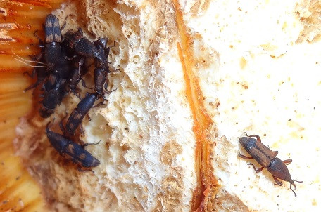 Bọ vòi voi là côn trùng biến đổi hoàn toàn với 4 giai đoạn phát triển: trứng, ấu trùng (sâu non), nhộng và trưởng thành. Ảnh Natureloveyou.